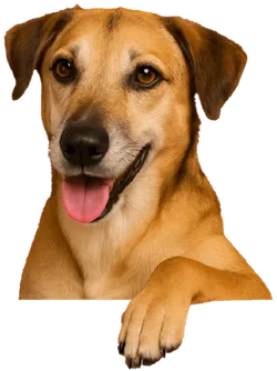 Telforce hond bij tarieven